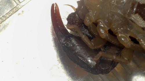 Euscorpius flavicaudis